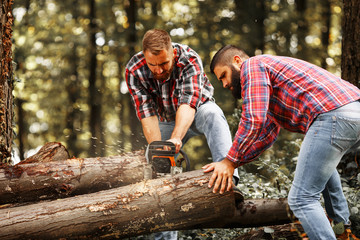 Two Lumberjacks sawing wood trunk with big chainsaw.