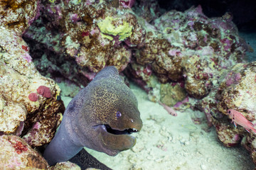 the giant morey looking at me