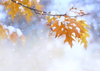Fototapete Wasserfälle Beautiful branch with orange and yellow leaves in late fall or early winter under the snow. First snow, snow flakes fall, gentle blurred romantic light blue background for design.  © Laura Pashkevich