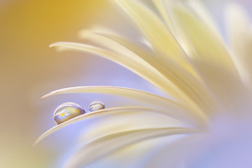 Reflection of the flower in the dew drop. A drop of water on the petal of a yellow flower close-up maсro. Gentle romantic artistic image. Soft pastel background blur.