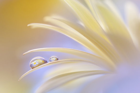 Fototapeta Reflection of the flower in the dew drop. A drop of water on the petal of a yellow flower close-up maсro. Gentle romantic artistic image. Soft pastel background blur.