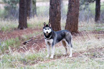 Husky Breed Dog in the Woods