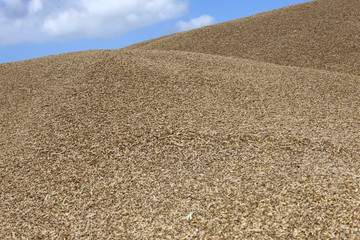 Grain in stock. Netherlands. Grain collection. 