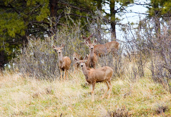Fototapeta na wymiar Mule Deer in the Pike National Forest