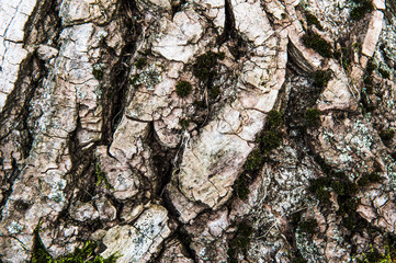 Wood textured background with green moss Texture - a bark of an old oak