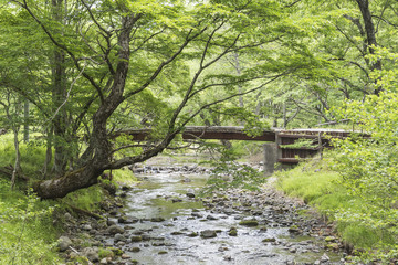Wood Bridge and Brook in the Forest - Japanese early summer -