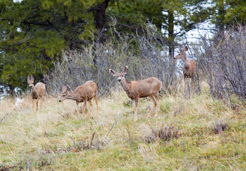 Mule Deer in the Pike National Forest