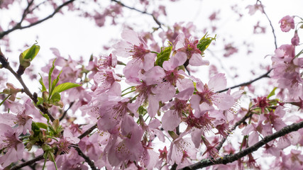 The close up of pink sakura flower branch (cherry blossom).