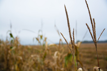 Two apex of corn stems on the blurred background. Corn field in a autumn day.