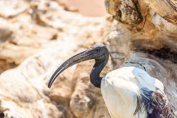 Wild African Sacred Ibis Bird