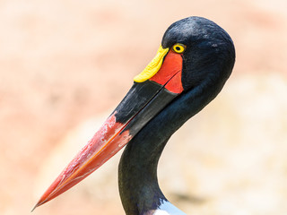 Saddlebill Stork Bird Portrait