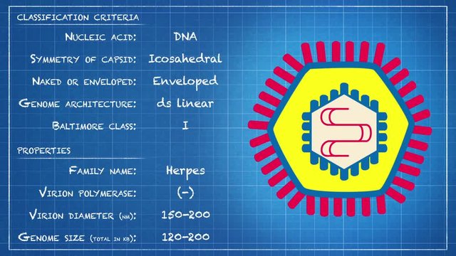 Herpesviridae - Virus classification criteria and properties