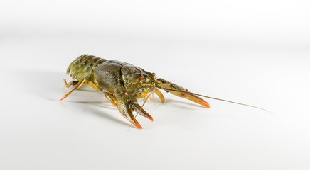 Fresh fat crayfish on a light background closeup.