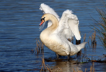 Mature European Mute Swan (Cygnus olor) folding wings.