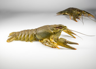 Fresh fat crayfish on a light background closeup.