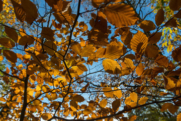 elm tree autumn leaves background texture