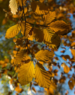 orange leaves of elm tree autumn background