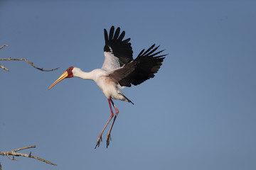 Yellow-billed Stork with Nesting Material	