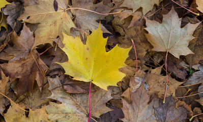 Autumn maple leaves background