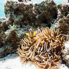 Naklejka na ściany i meble the clownfish and his anemone