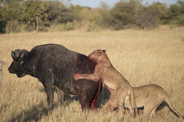 Lions killing a cape buffalo