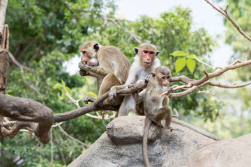 Naklejka na ściany i meble Monkeys on the rocks of the Golden Temple, Dambulla, Sri Lanka.