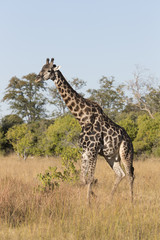 Angolan giraffe, also known as Namibian giraffe in Botswana Africa