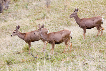Naklejka na ściany i meble Mule Deer in the Pike National Forest