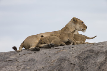 Fototapeta na wymiar Lioness with cubs on rocks in Africa