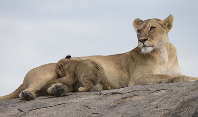 Obraz na płótnie Canvas Lioness with cubs on rocks in Africa