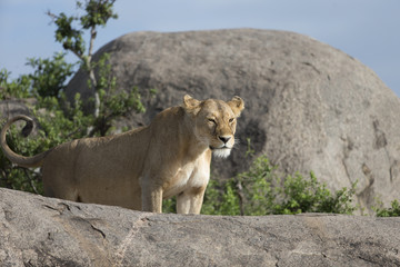 Fototapeta na wymiar Lioness standing on rocks in Africa