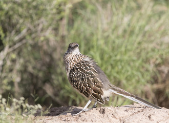Greater Road Runner on Branch	