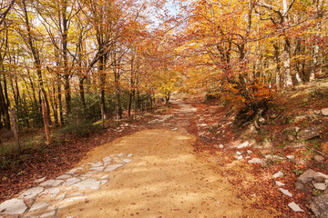 Fototapeta premium Wood in Autumn.
