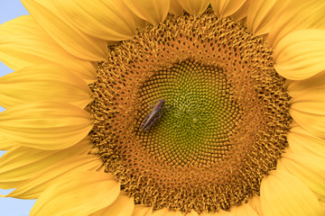 Sunflower with insect 