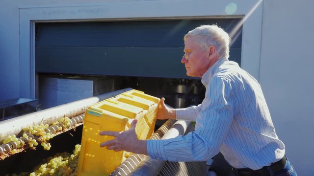 Worker working at the winery. Throws grapes in a large press. Then squeeze the juice from the grapes for white wine