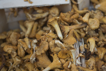 Oyster mushrooms