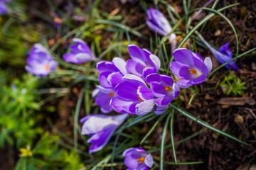 Fototapeta premium grounds and estate of hidcote manor gardens cotswolds england uk