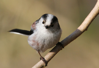 Obraz premium Inquisitive female European Long-tailed Tit (Aegithalos caudatus)
