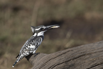 Pied Kingfisher eating fish in Botswana Africa