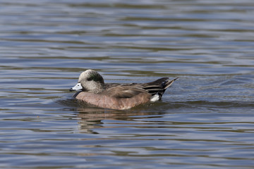 American Widgeon