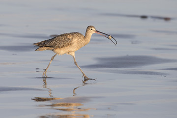 Long-billed Curlew on California Beach