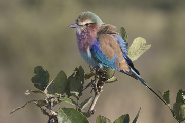 Lilac-breasted Roller