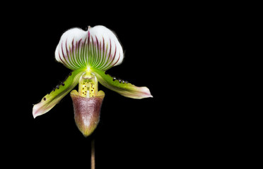 Paphiopedilum orchid flower isolated on black background