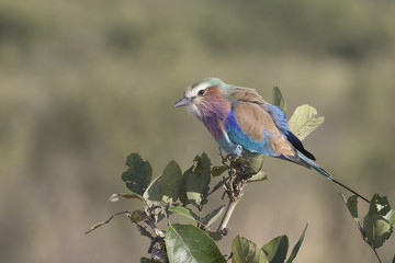 Lilac-breasted Roller