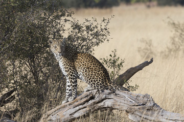 Leopard resing on tree looking for prey	