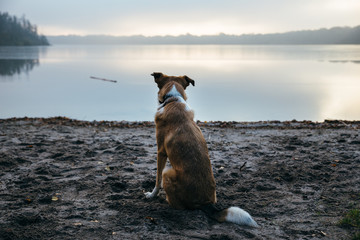 Lonesome Dog Is Waiting For His Friend At Lake / Einsamer Hund sitzt wartend am See