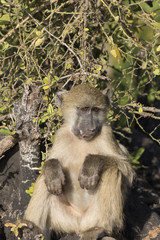 Chocma baboon