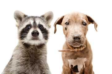 Portrait of funny raccoon and pit bull puppy