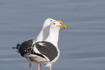 Adult Western Gulls on Pacific coast beach
