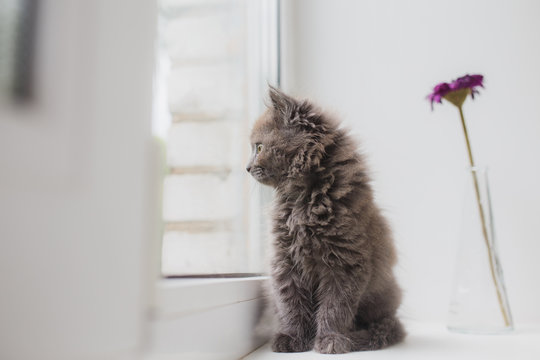 Grey Cat Sitting Near Window